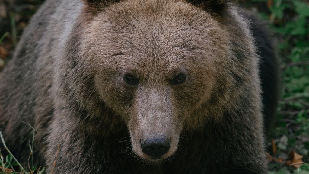 Bear,Romania